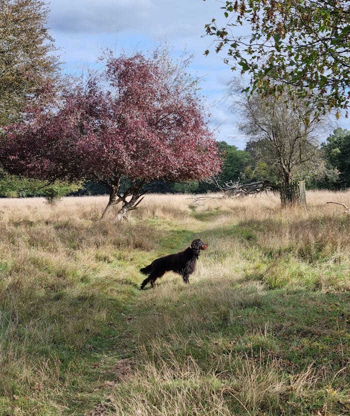 A dog exploring a serene grassy field in rural England.