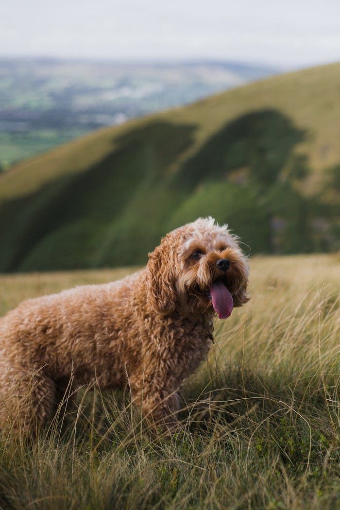 Adorable Cockapoo puppy playing in a lush green field on a summer day.